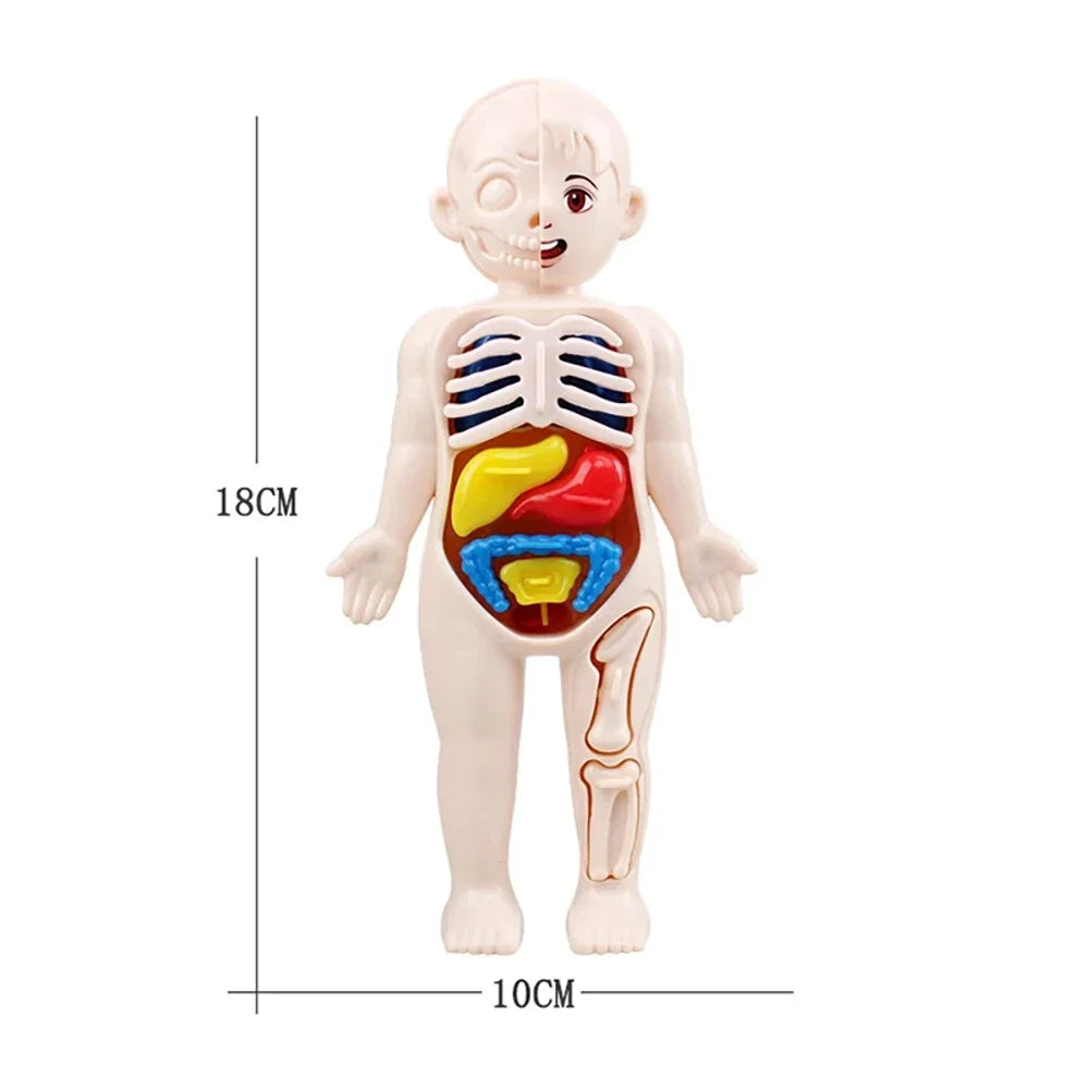 Montessori Human Body Anatomy Model