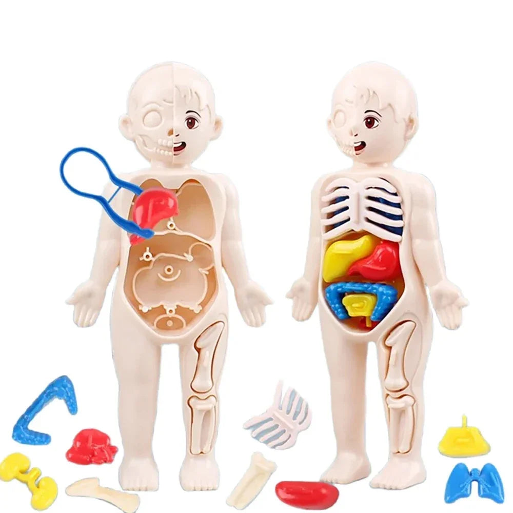 Montessori Human Body Anatomy Model