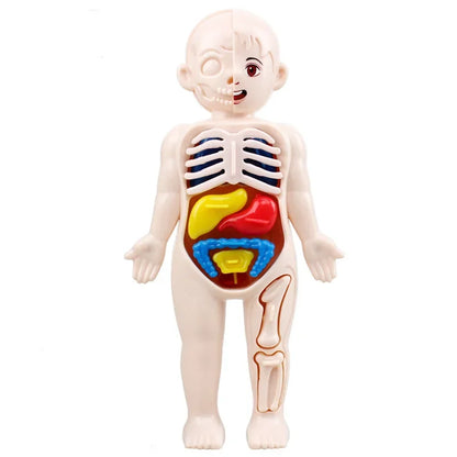 Montessori Human Body Anatomy Model
