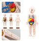 Montessori Human Body Anatomy Model