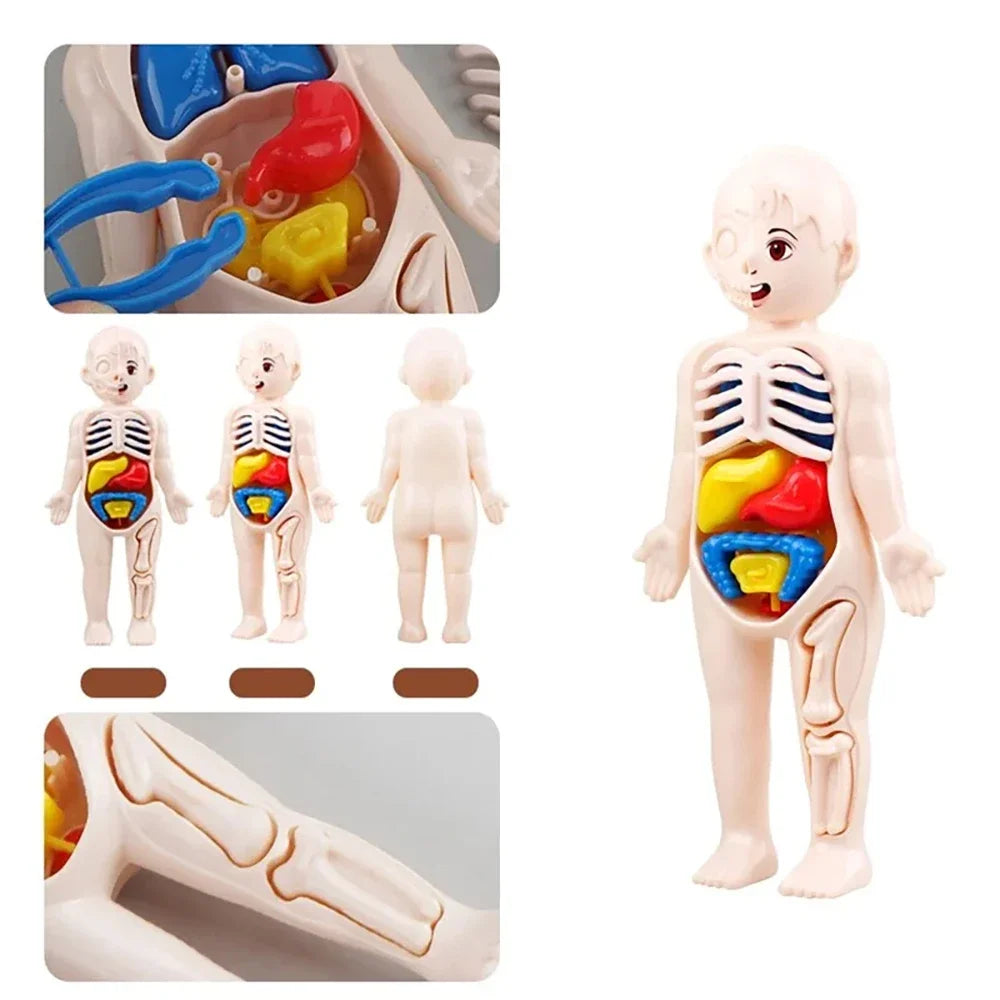 Montessori Human Body Anatomy Model