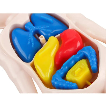 Montessori Human Body Anatomy Model