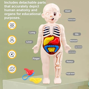 Montessori Human Body Anatomy Model