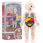 Montessori Human Body Anatomy Model