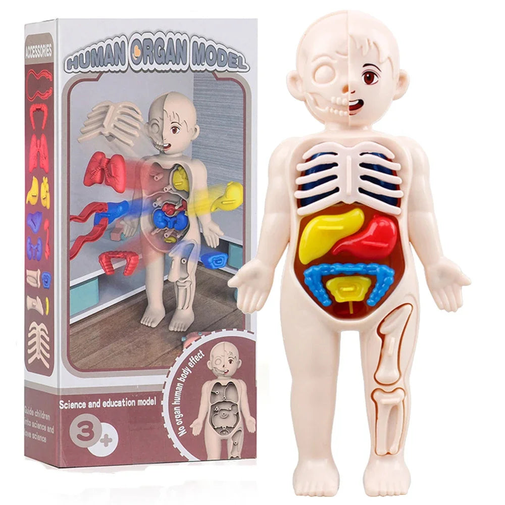 Montessori Human Body Anatomy Model